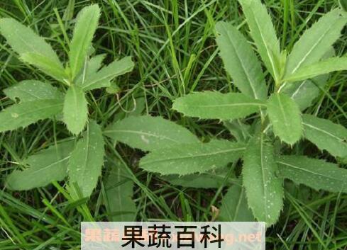 刺菜煮水喝有什么作用