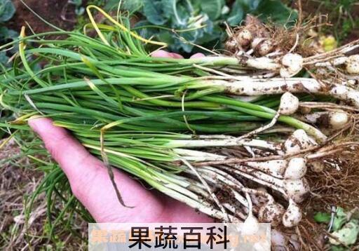 野葱的功效与作用