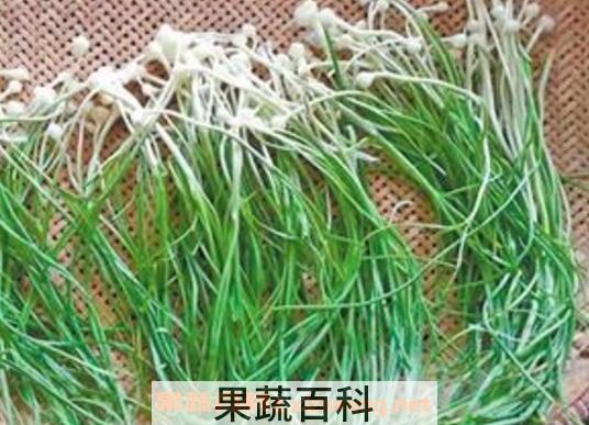 野葱的功效与作用