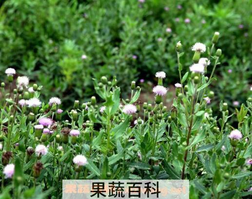 七七菜的功效与作用 七七菜熬水喝的功效