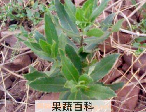 七七菜的功效与作用 七七菜熬水喝的功效