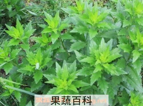 青青菜怎么吃 青青菜的吃法技巧