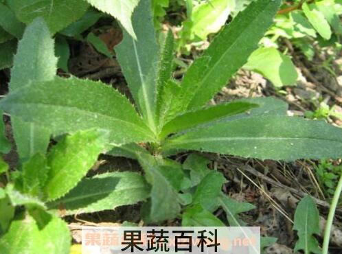 七七芽的作用与禁忌