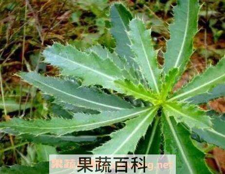 七七芽的作用与禁忌