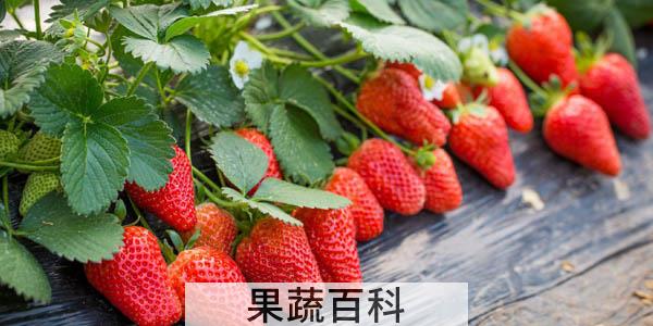 带莓字的水果