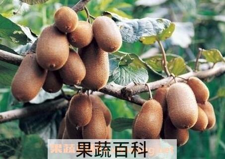 如何辨别奇异果的好坏