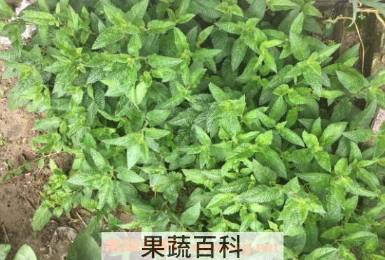 甘露子的功效与作用