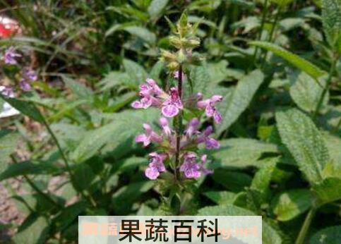 甘露子的功效与作用