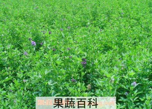 紫花苜蓿的功效与作用
