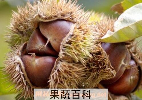 凤粟壳的功效与作用