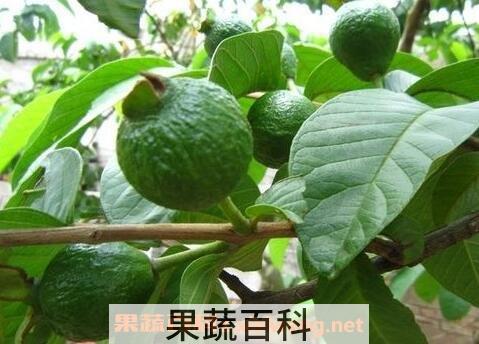 软芭乐与硬芭乐的区别