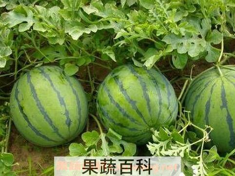 重茬西瓜枯萎病防治方法