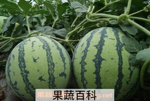 怎样挑选好吃的西瓜