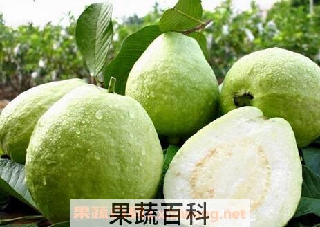 男人服用芭乐根有什么作用