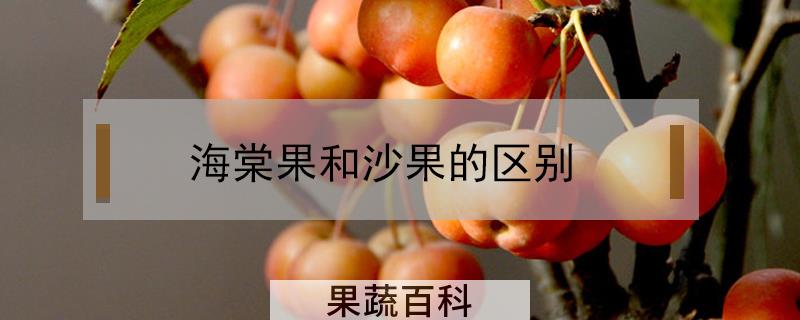 海棠果和沙果的区别