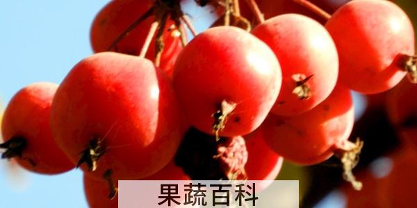 海棠果和沙果的区别
