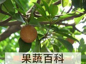 果蔬百科人参果