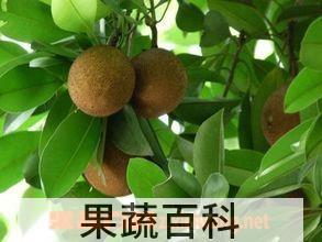 果蔬百科
