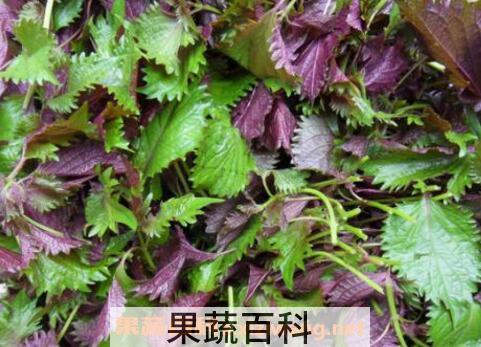 紫苏叶的功效与作用 紫苏叶如何吃