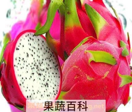 怎样说明火龙果变质了