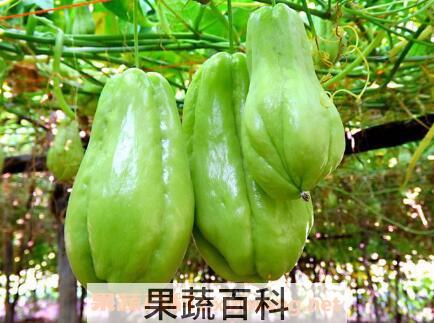佛手瓜的功效与作用 吃佛手瓜的好处