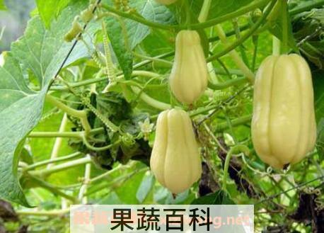 佛手瓜的功效与作用 吃佛手瓜的好处