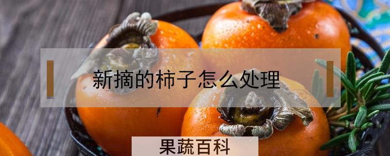 新摘的柿子怎么处理