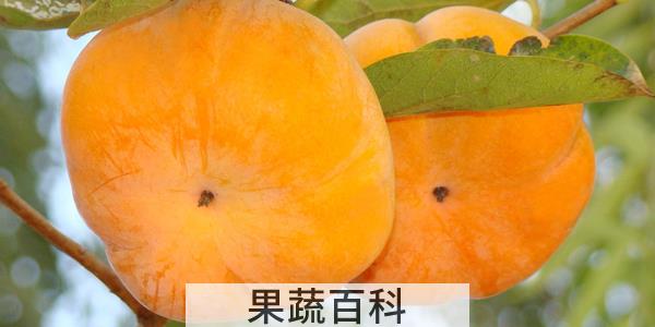 新摘的柿子怎么处理