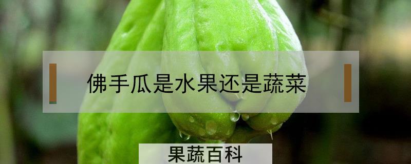 佛手瓜是水果还是蔬菜