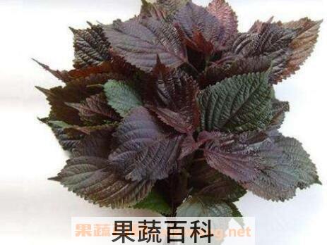 紫苏叶煮水的功效