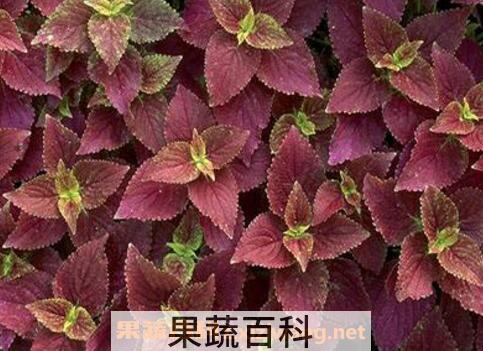 紫苏叶煮水的功效