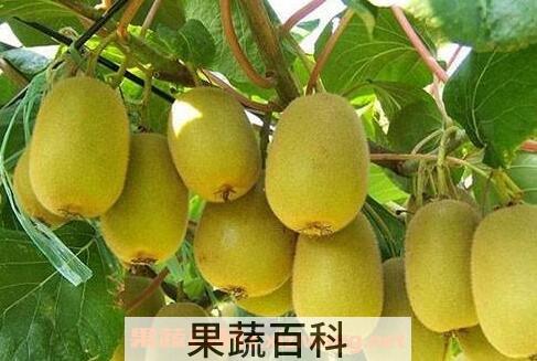 怎么区分奇异果和弥猴桃