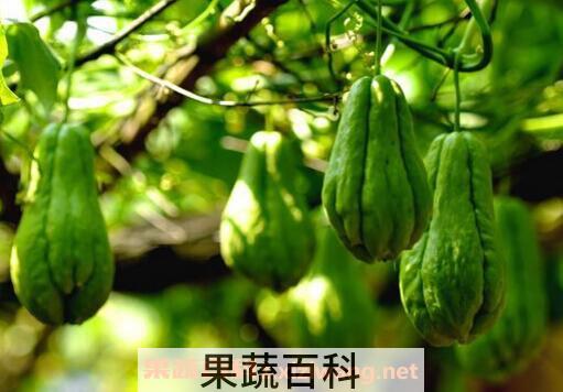  佛手瓜怎么种植 佛手瓜的栽培技巧