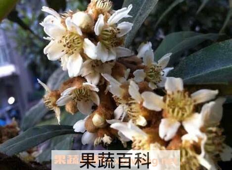 枇杷花的功效与作用及食用方法