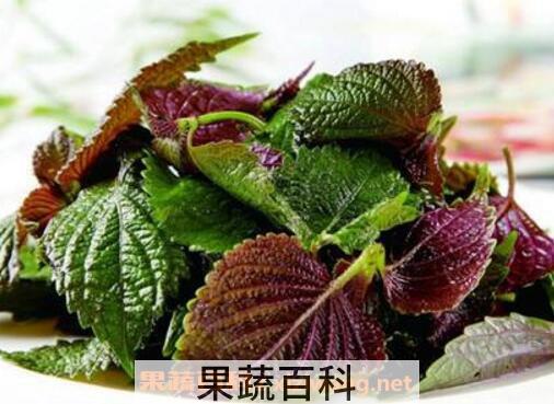 紫苏叶生姜红糖水功效