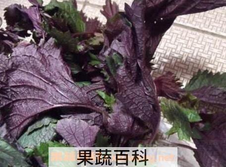 紫苏叶生姜红糖水功效
