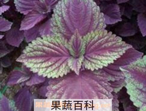 新鲜紫苏叶怎么吃 晒干的苏子叶怎么吃