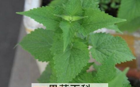 新鲜藿香怎么吃有什么药用 新鲜藿香怎么吃最好