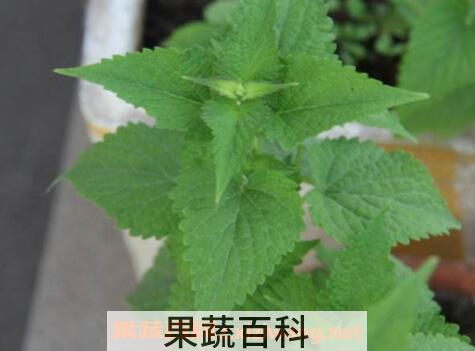 新鲜的藿香怎么吃 藿香的食用方法