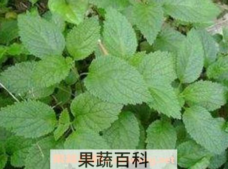 新鲜的藿香怎么吃 藿香的食用方法