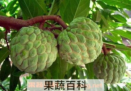 释迦果和芭乐的区别