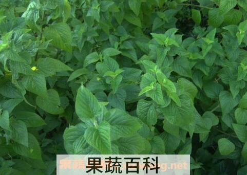 藿香叶的吃法 藿香叶的家常吃法