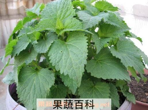 藿香叶的吃法 藿香叶的家常吃法