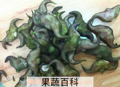  哪些人不能吃菱角