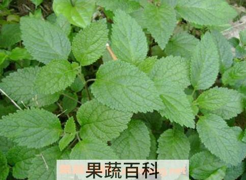 藿香叶的功效与作用