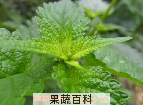 藿香叶的功效与作用