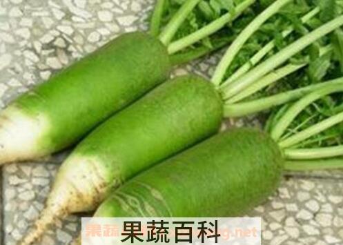 青萝卜的功效与作用 吃青萝卜的好处