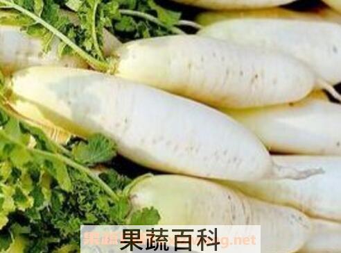 白萝卜的功效及食用方法