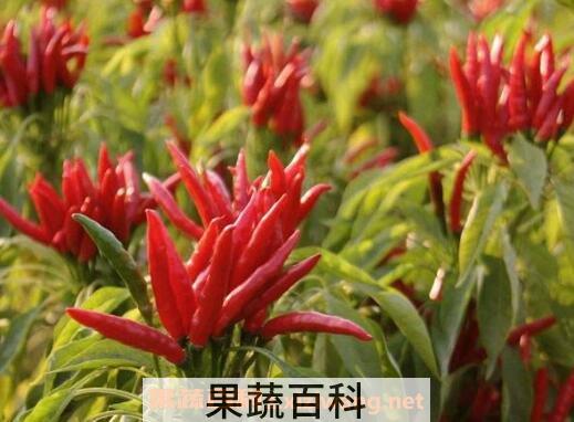 辣椒素的功效与作用