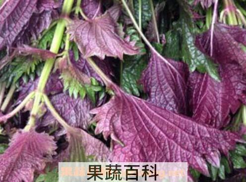 紫苏叶可以生吃吗 紫苏叶能泡水喝吗